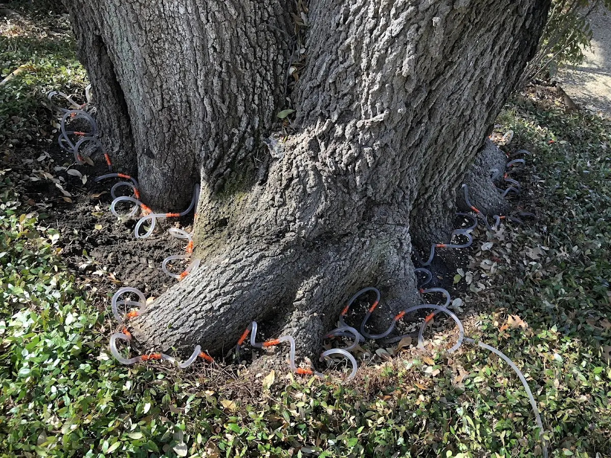 Detailed Tree Cabling and Bracing job site in Beaver Dams