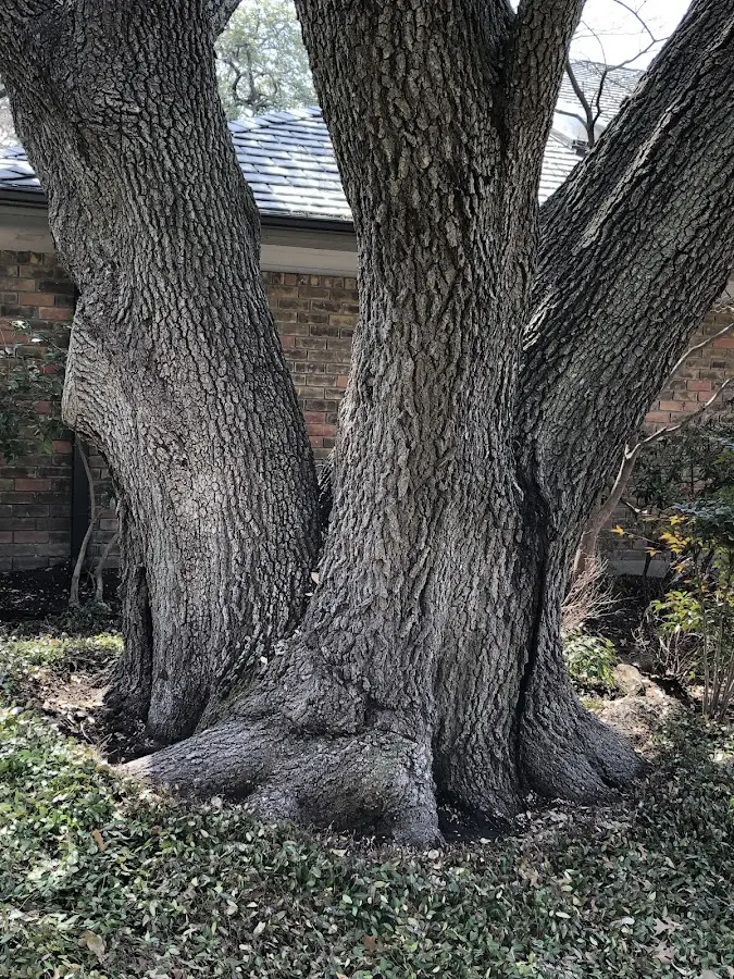 Mature heritage tree close to a Beaver Dams property cared for by certified arborists